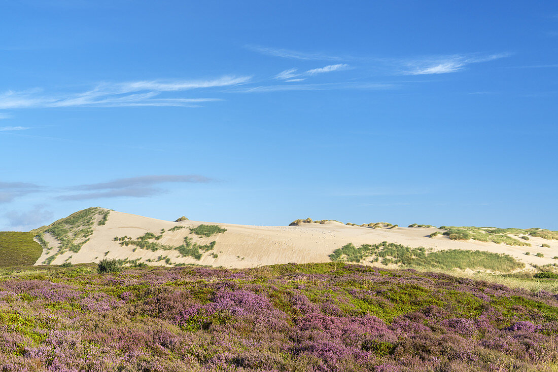 Big shifting sand dune in Listland, List, North Frisian Island Sylt, North Sea coast, Schleswig-Holstein, Northern Germany, Germany, Europe