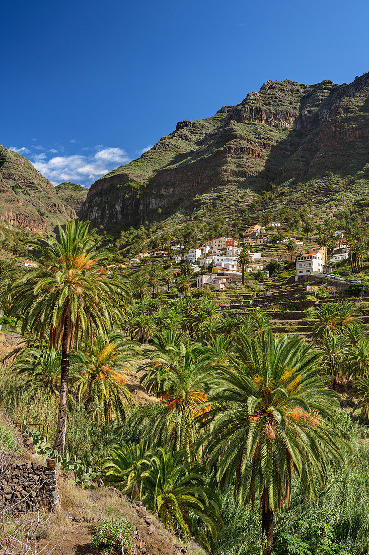 Houses and palm gardens in Valle Gran Rey, La Gomera, Canary Islands, Canaries, Spain