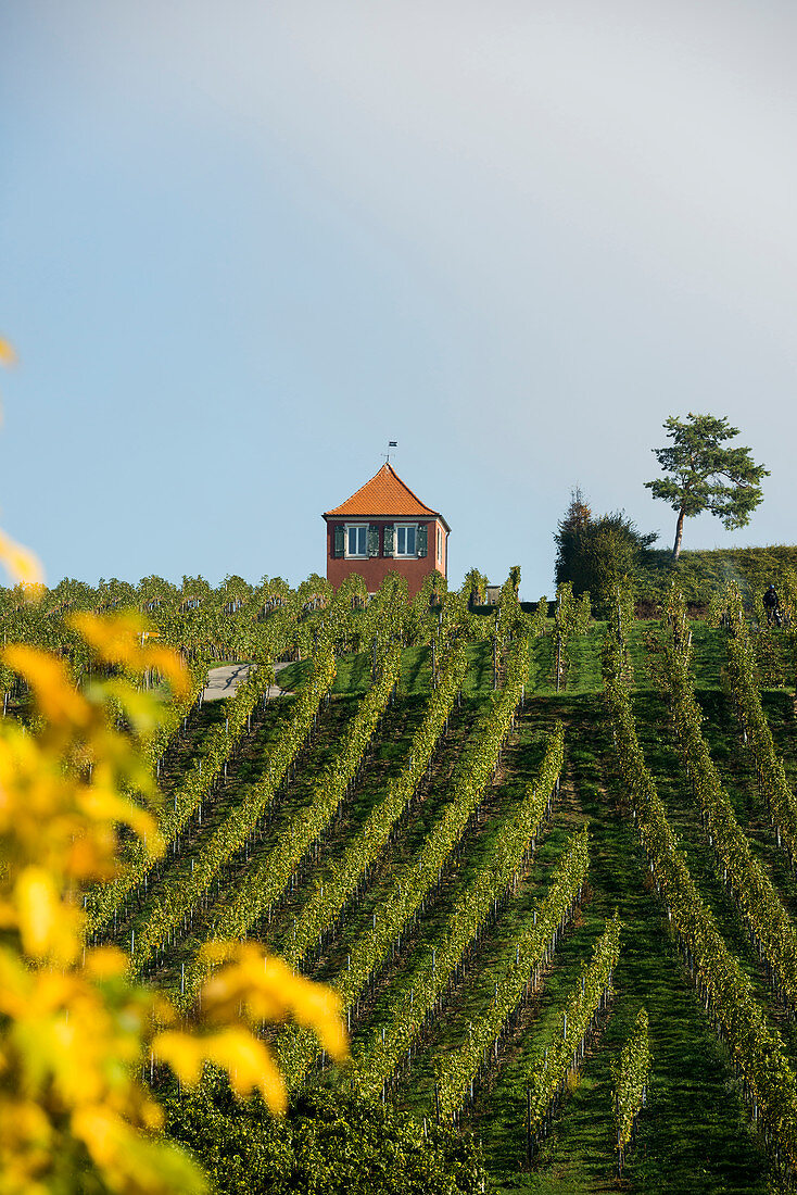 Red vine cottage with vineyard, Immenstaad, Lake Constance, Baden-Württemberg, Germany
