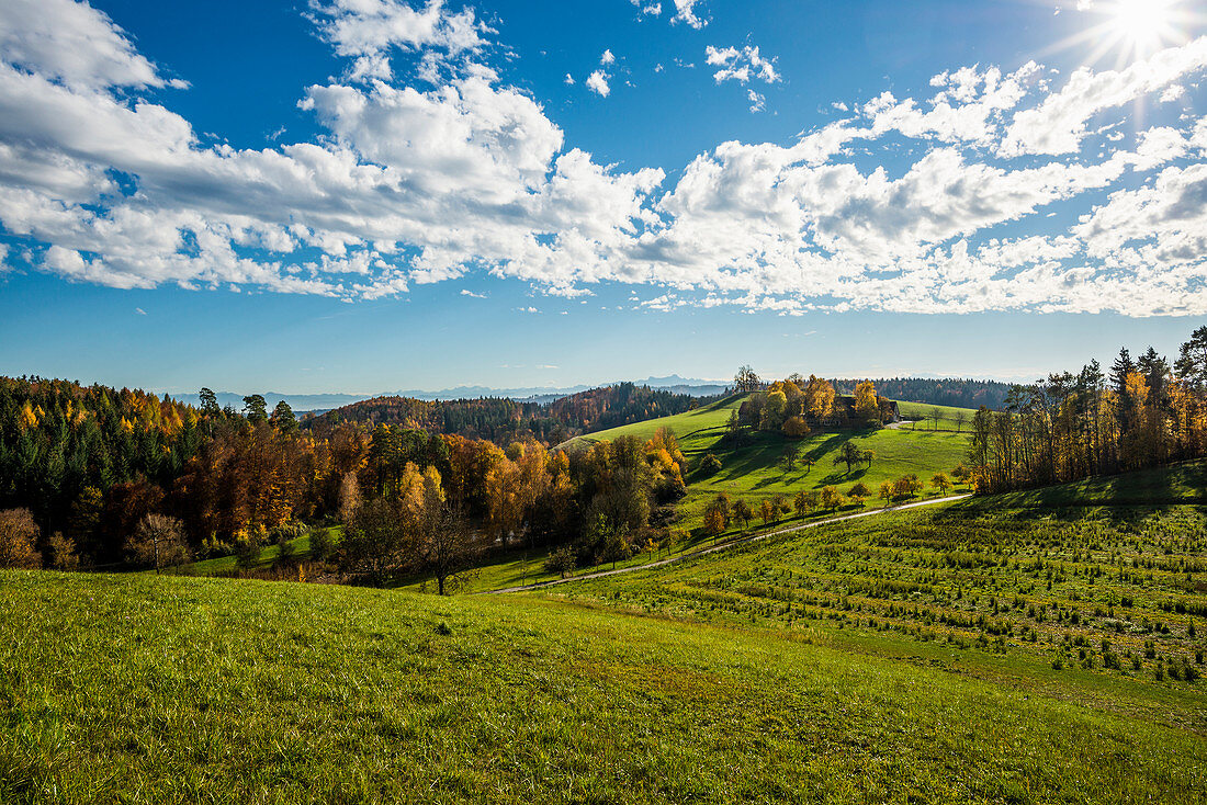 Herbstlandschaft mit Schweizer Alpen, bei Salem, Bodensee, Baden-Württemberg, Deutschland