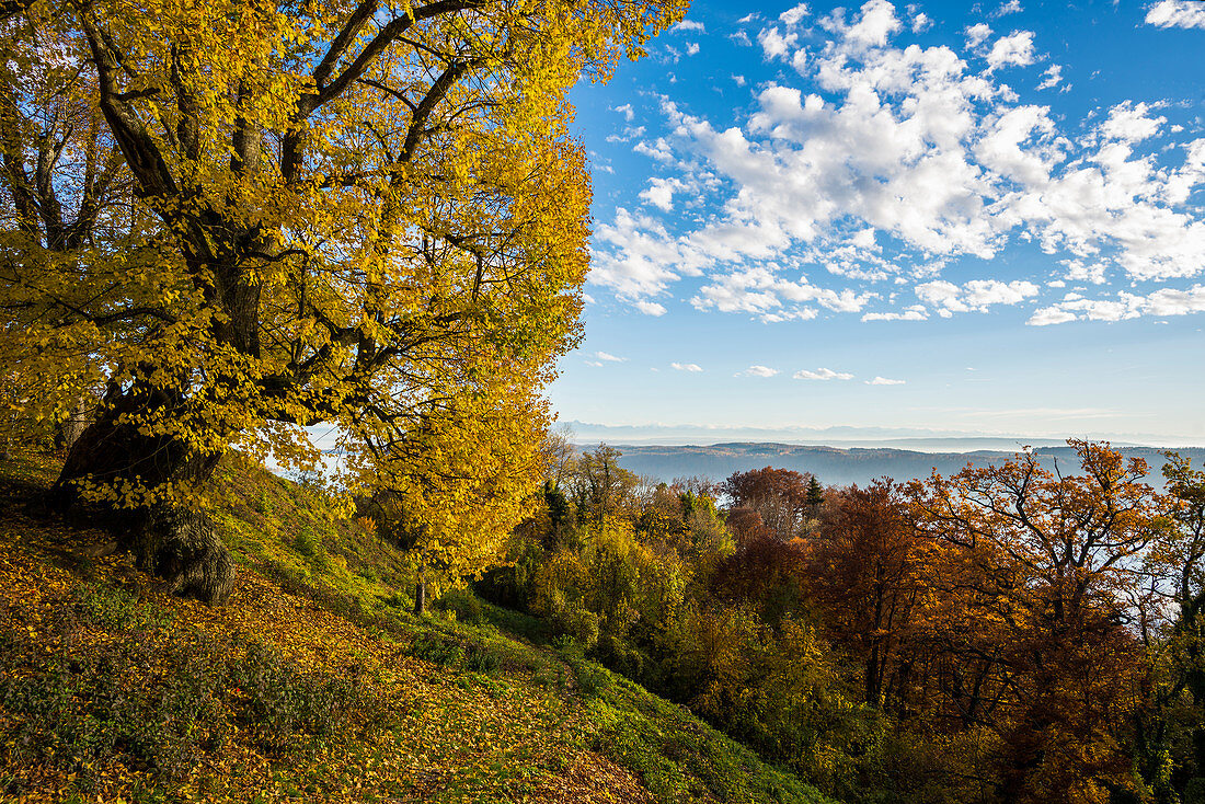 Überlinger See bei Sipplingen im Herbst, Blick vom Haldenhof, Überlingen, Bodensee, Baden-Württemberg, Deutschland