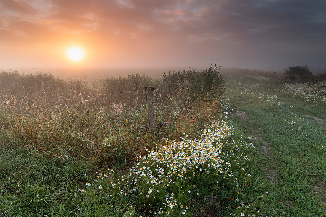 Sunrise, Pasture, Fog, Wooden Post, Camomile, Etzel, Friedeburg Municipal, Wittmund District, Lower Saxony, Germany, Europe