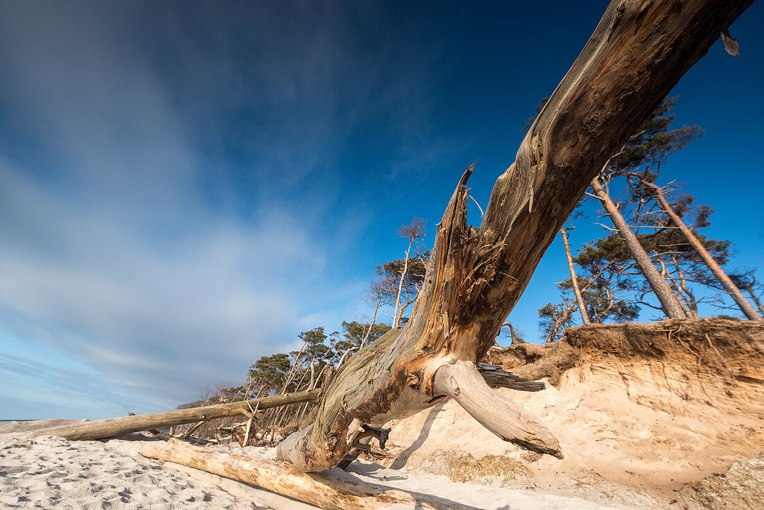 Kahler Baum am Strand, sogenannte Windflüchter, Weststrand, Fischland-Darß-Zingst, Mecklenburg-Vorpommern, Deutschland, Europa