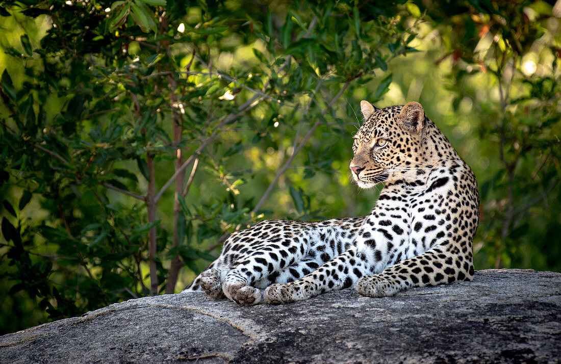 A leopard, Panthera pardus, lies down on a boulder, head upright, looking out of frame, green background