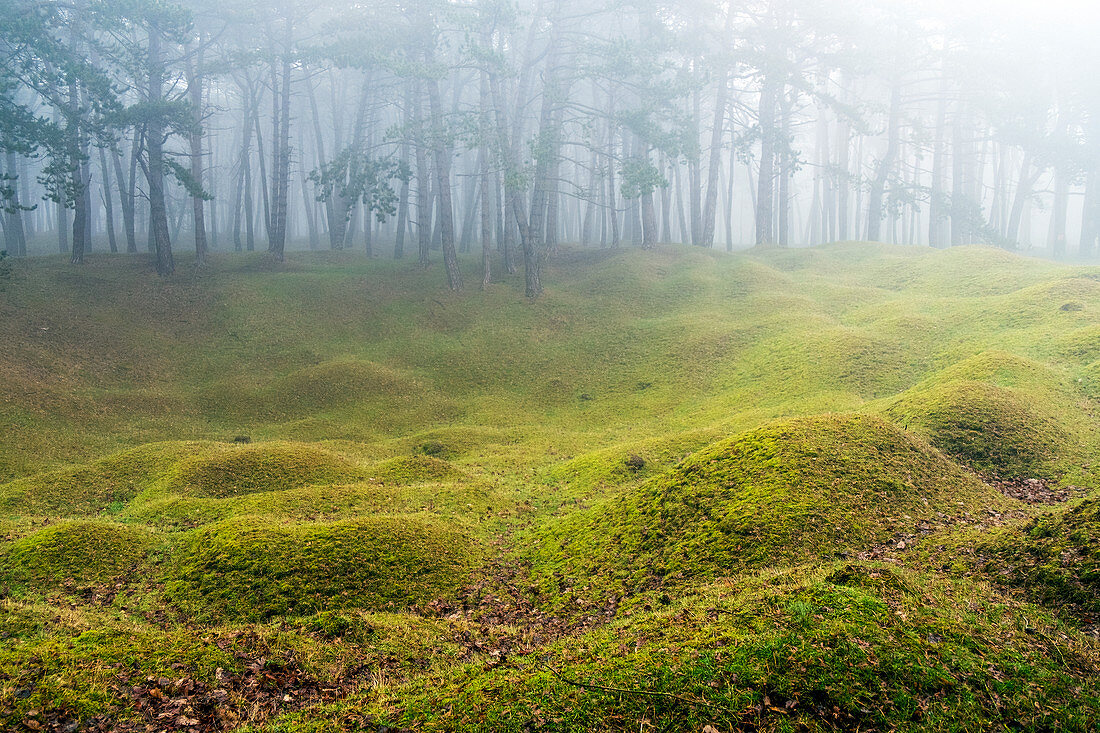 Wald im Nebel, Grashügel im Vordergrund