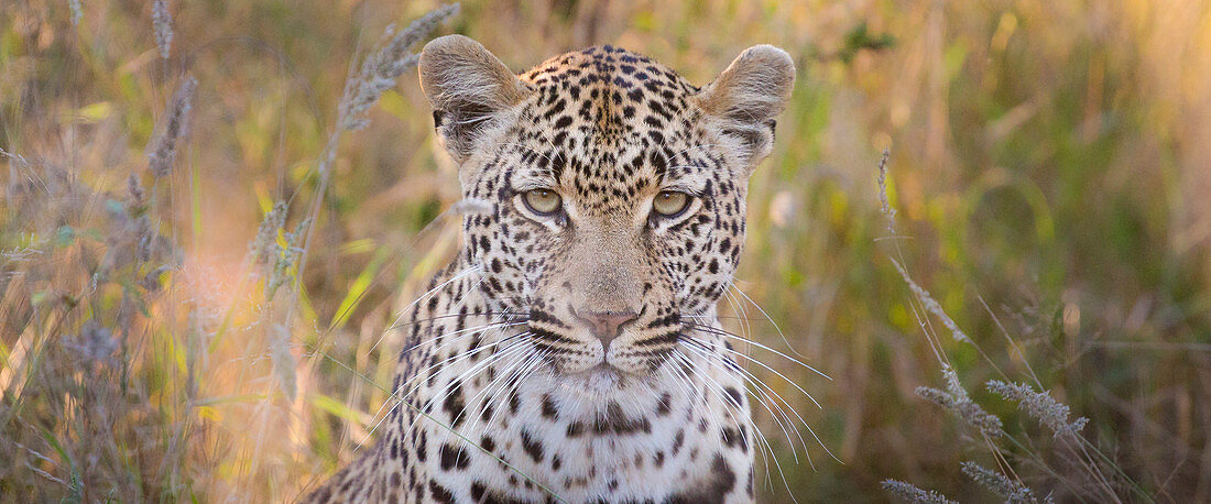 A leopard's head, Panthera pardus, direct gaze, brown and green long grass in the background