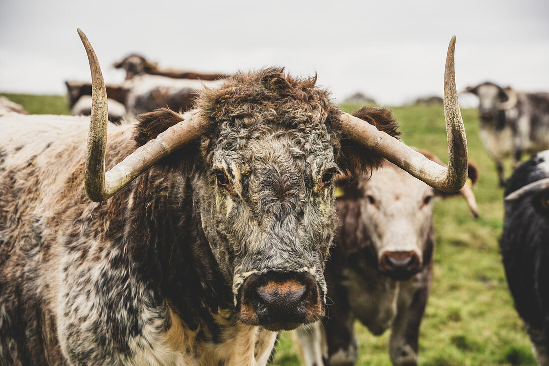 Englische Longhornkuh, auf einer Weide, blickt in die Kamera