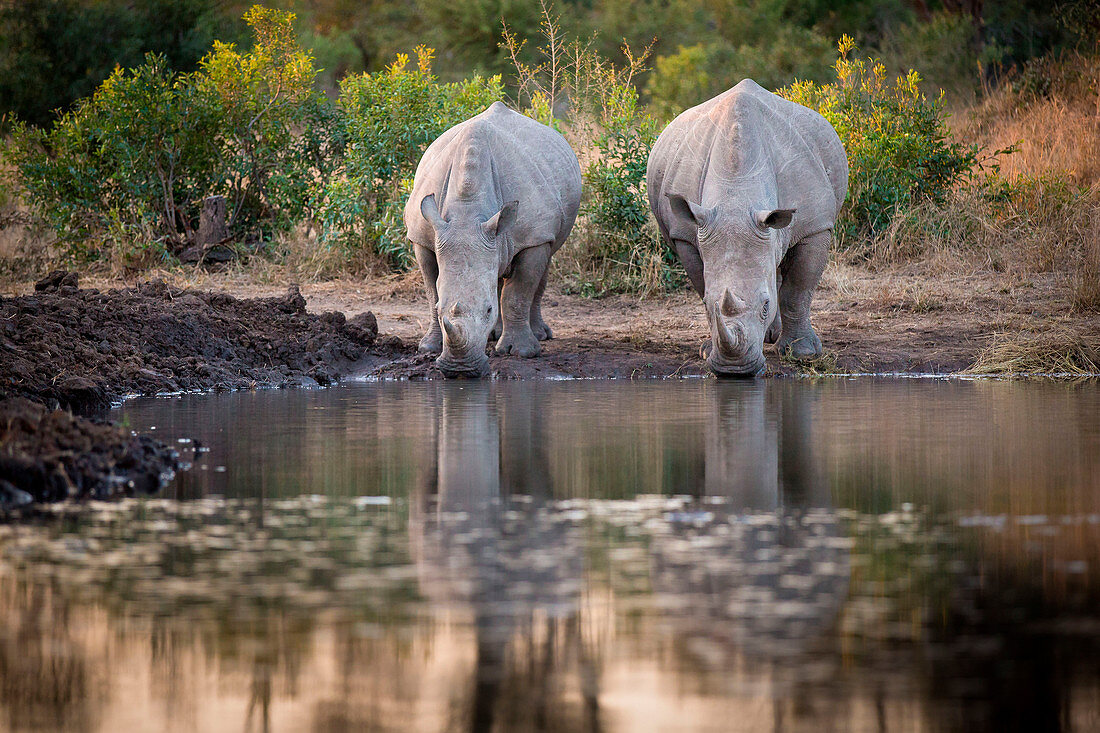 Two rhinos, Ceratotherium simum, drink from a waterhole, looking away, reflections in water.