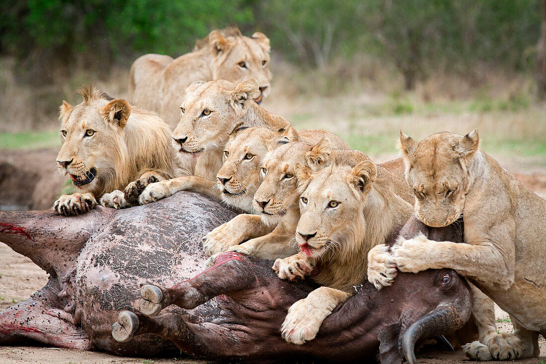 Junge Löwen, Panthera leo, liegen über einem Büffelkadaver, Syncerus caffer,