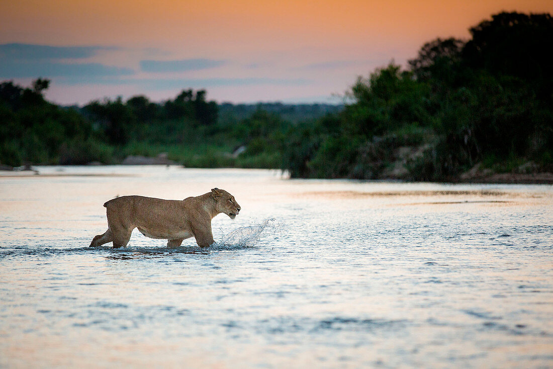 Eine Löwin, Panthera Leo, ohne Schwanz läuft über einen Fluss