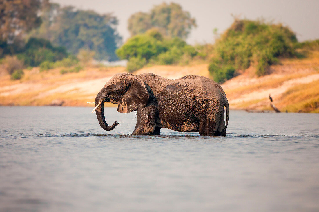 An elephant, Loxodonta africana, stands knee deep in water, wet body, trunk sprays water, looking away.