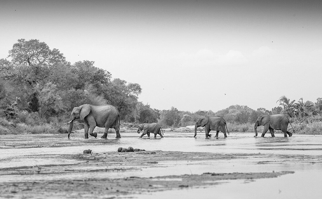 Elefantenherde, Loxodonta africana, durchquert eine Wasserlache
