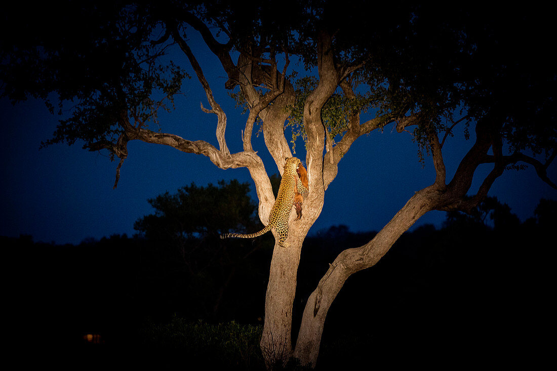 A leopard, Panthera pardus, climbing a tree while holding an impala in its mouth at night, Aepyceros melampus.