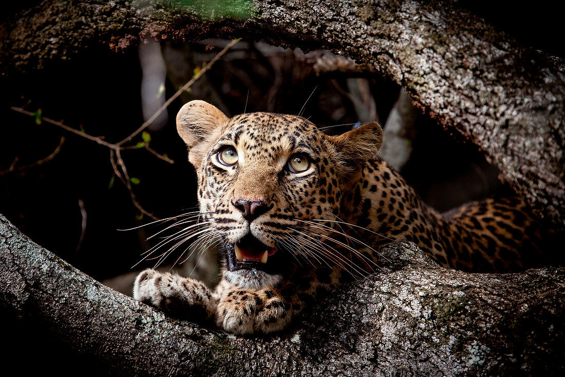 A leopard cub's head, Panthera pardus, between two branches, looking up out of frame, open mouth, green yellow eyes.