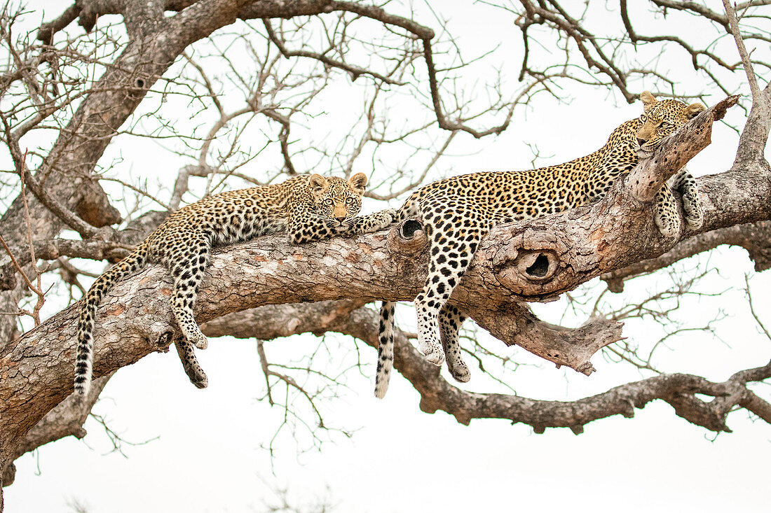 Ein Leopard, Panthera pardus, Jungtier und seine Mutter liegen auf einem Ast eines Marula-Baumes, Sclerocarya birrea
