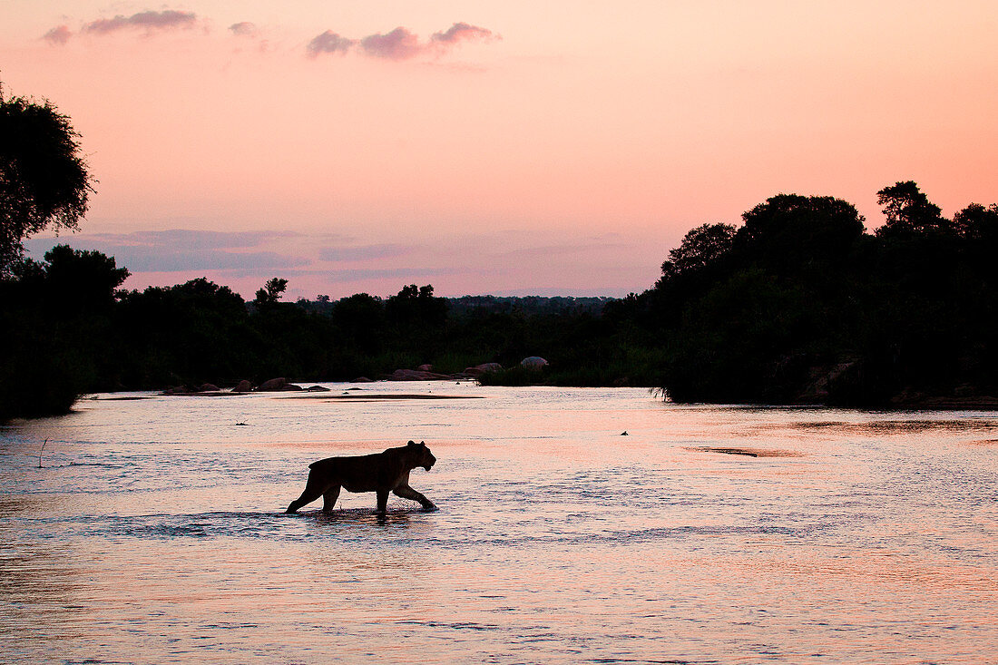 A silhouette of a lioness, Panthera leo, with short tail, walking across shallow river at suset with tree silhouettes in the background