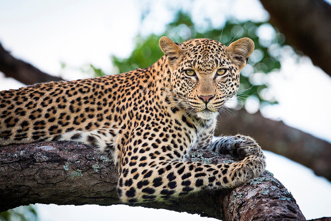 A leopard, Panthera pardus, lies on a tree branch, alert, greenery in the background