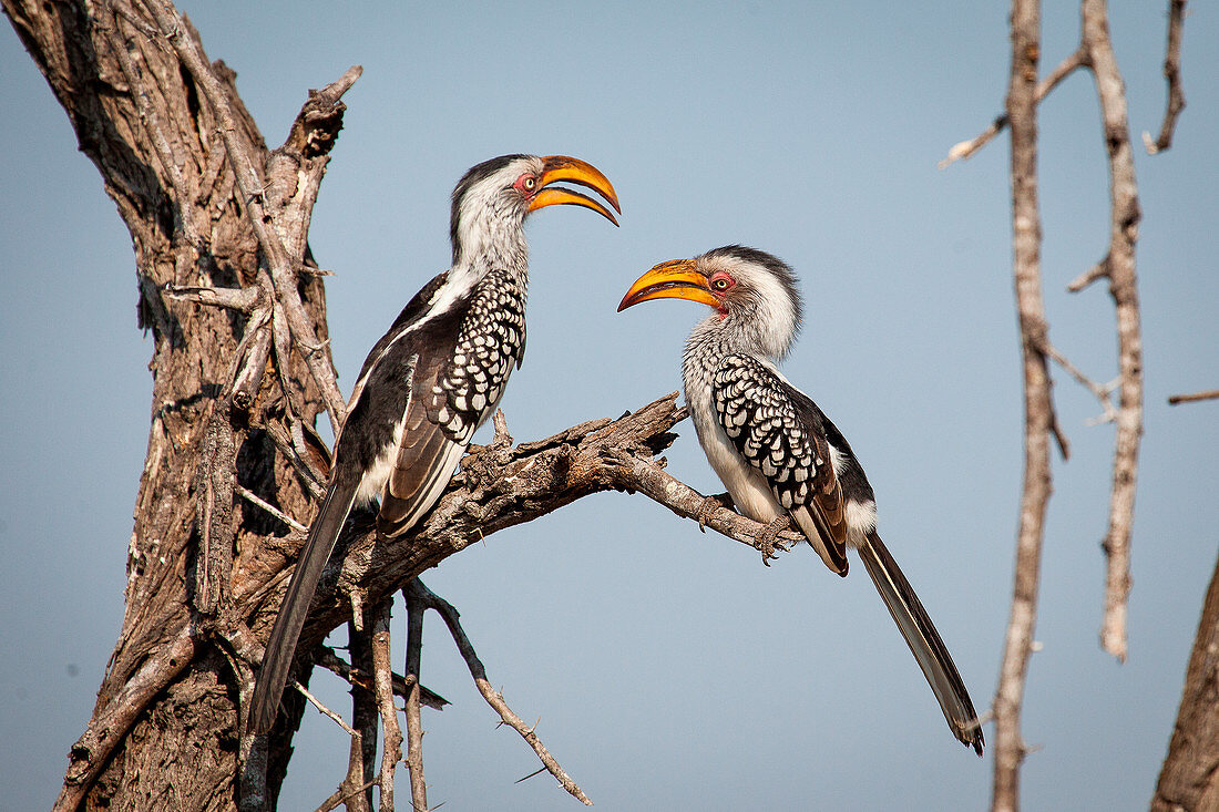 Two southern yellow-billed hornbills, Tockus leucomelas, stand on a branch and face each other, blue sky background