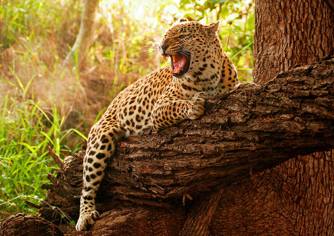 A leopard, Panthera pardus, hugs a fallen over tree branch, snarls and looking away, open mouth, sunlight and greenery in background