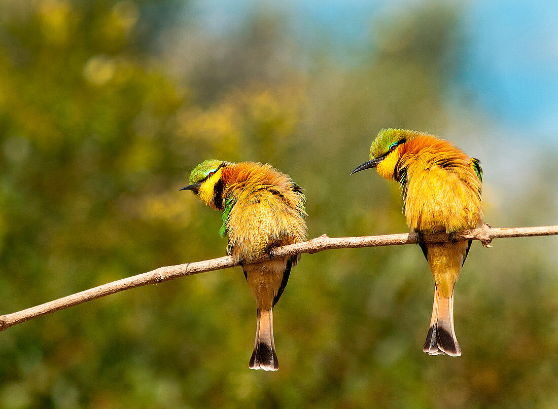 Two little bee-eaters, Merops pusillus, perch on a thin branch, both lean left, puffed up feathers