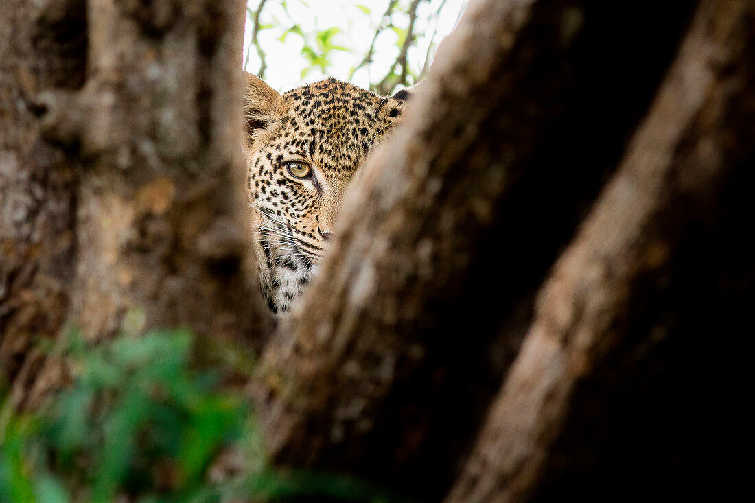 A leopard's head, Panthera pardus, direct gaze between two tree branches, one eye