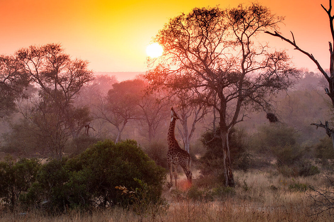 A giraffe, Giraffa camelopardalis, reaches up and eats from a tree, sunset and tree silhouettes in the background