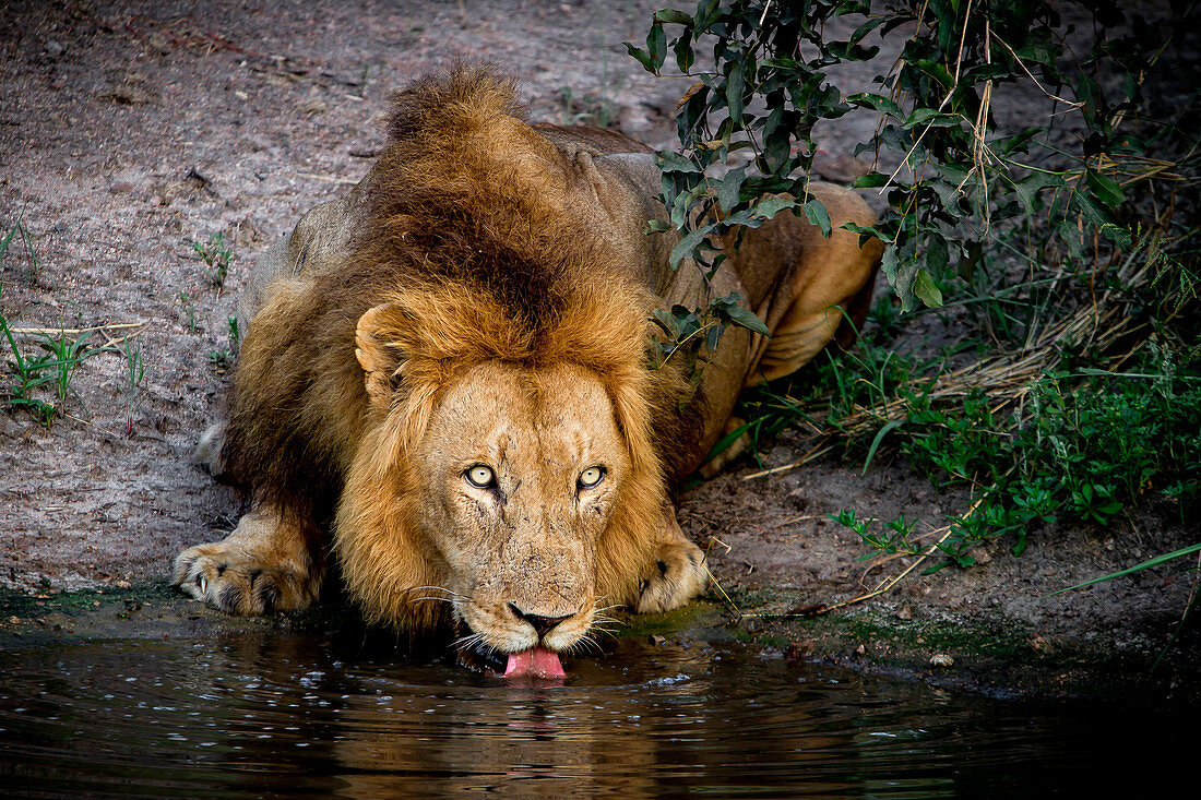 Ein männlicher Löwe, Panthera Leo, legt sich hin, trinkt Wasser