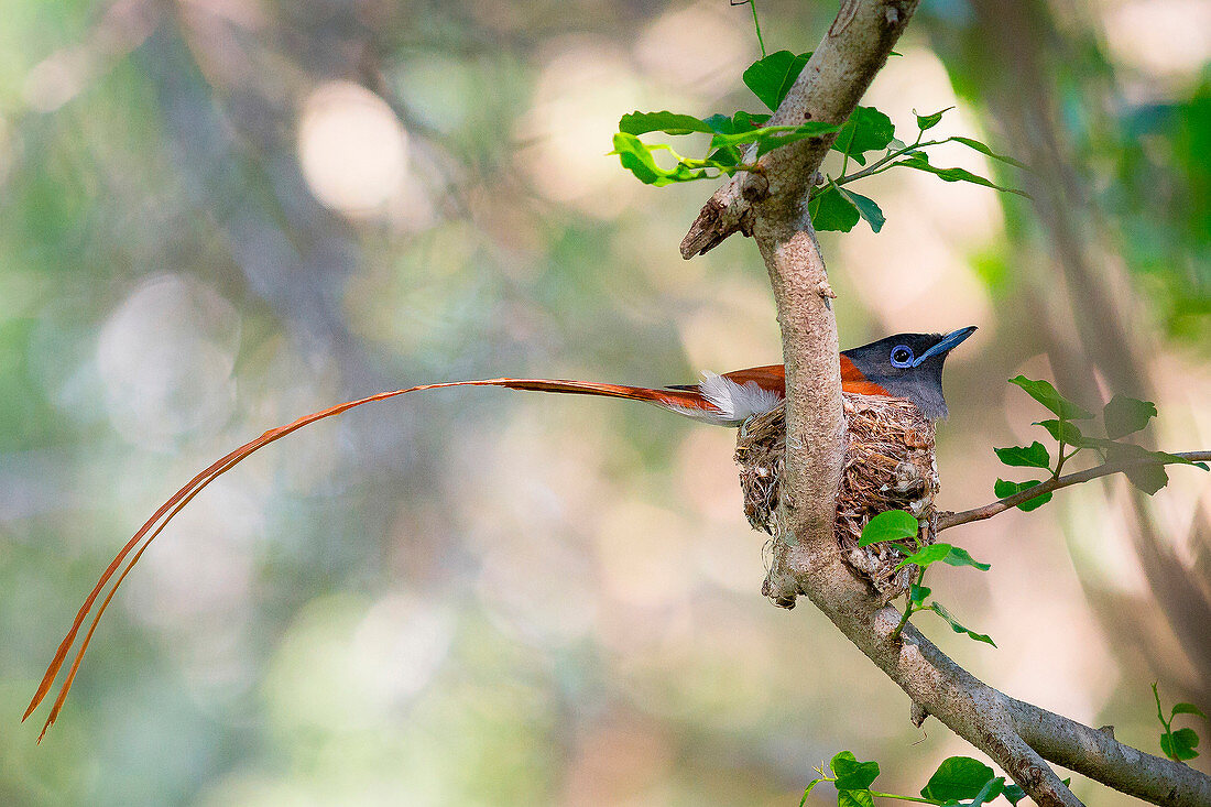 A African paradise flycatcher, Terpsiphone viridis, sits in a nest in a tree, its long tail hangs out of the nest