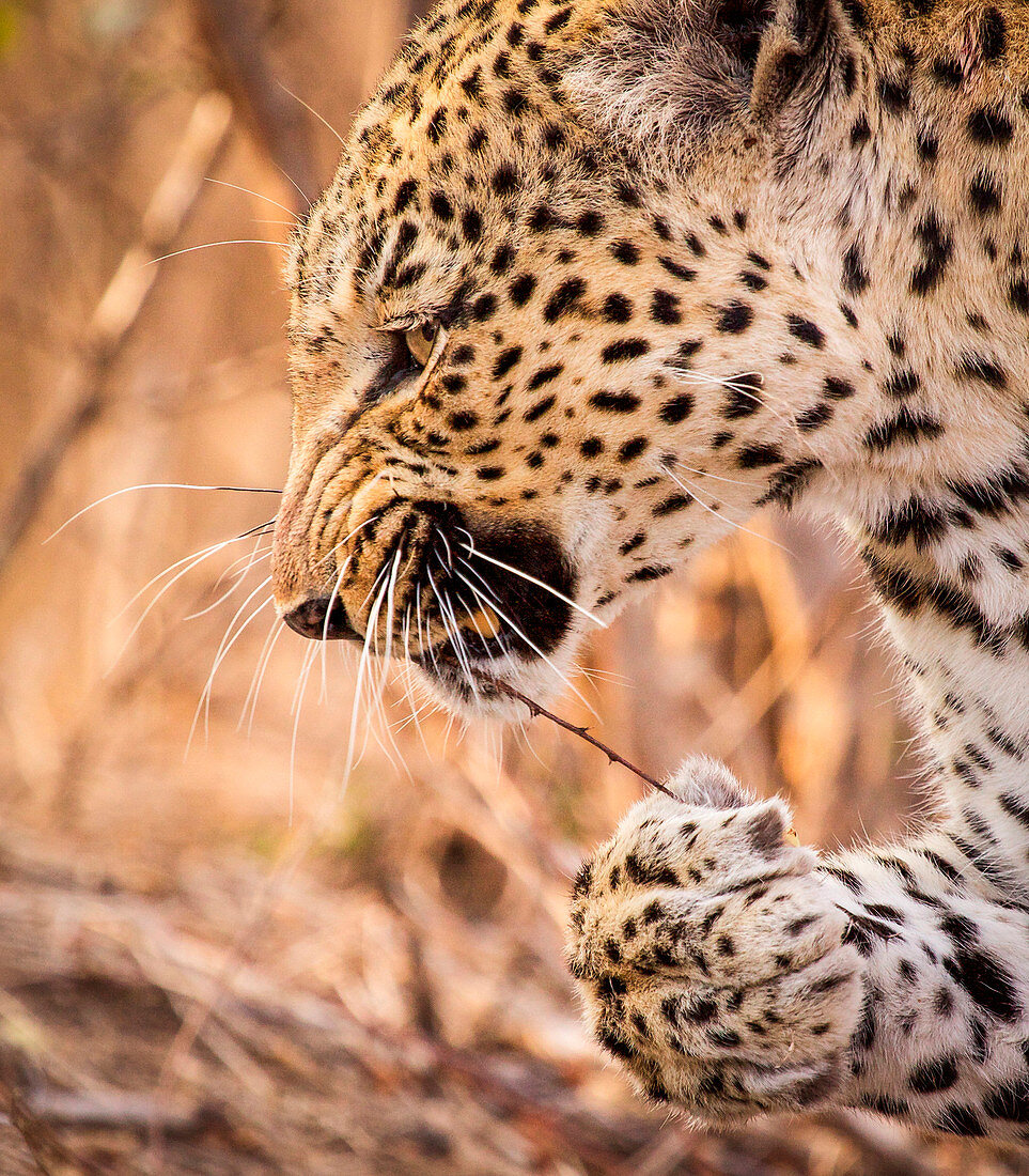 A leopard's head and front paw, Panthera pardus, snarling, stick with thorns in mought, paw holding onto stick, looking away