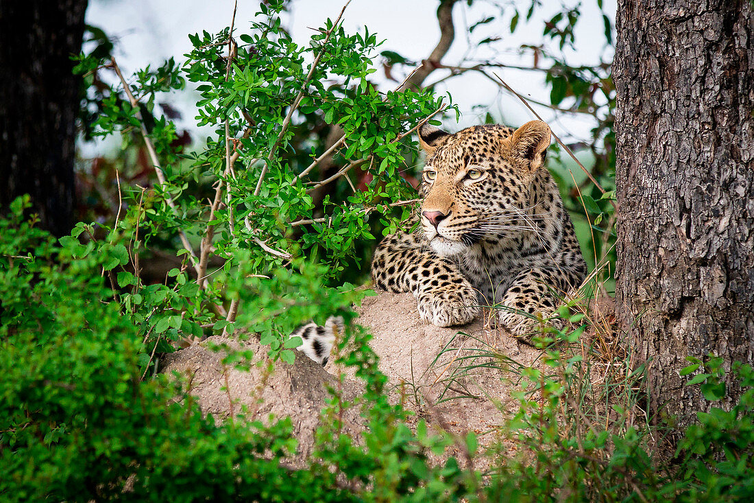 Ein Leopard, Panthera pardus, ruht auf einem Termitenhügel