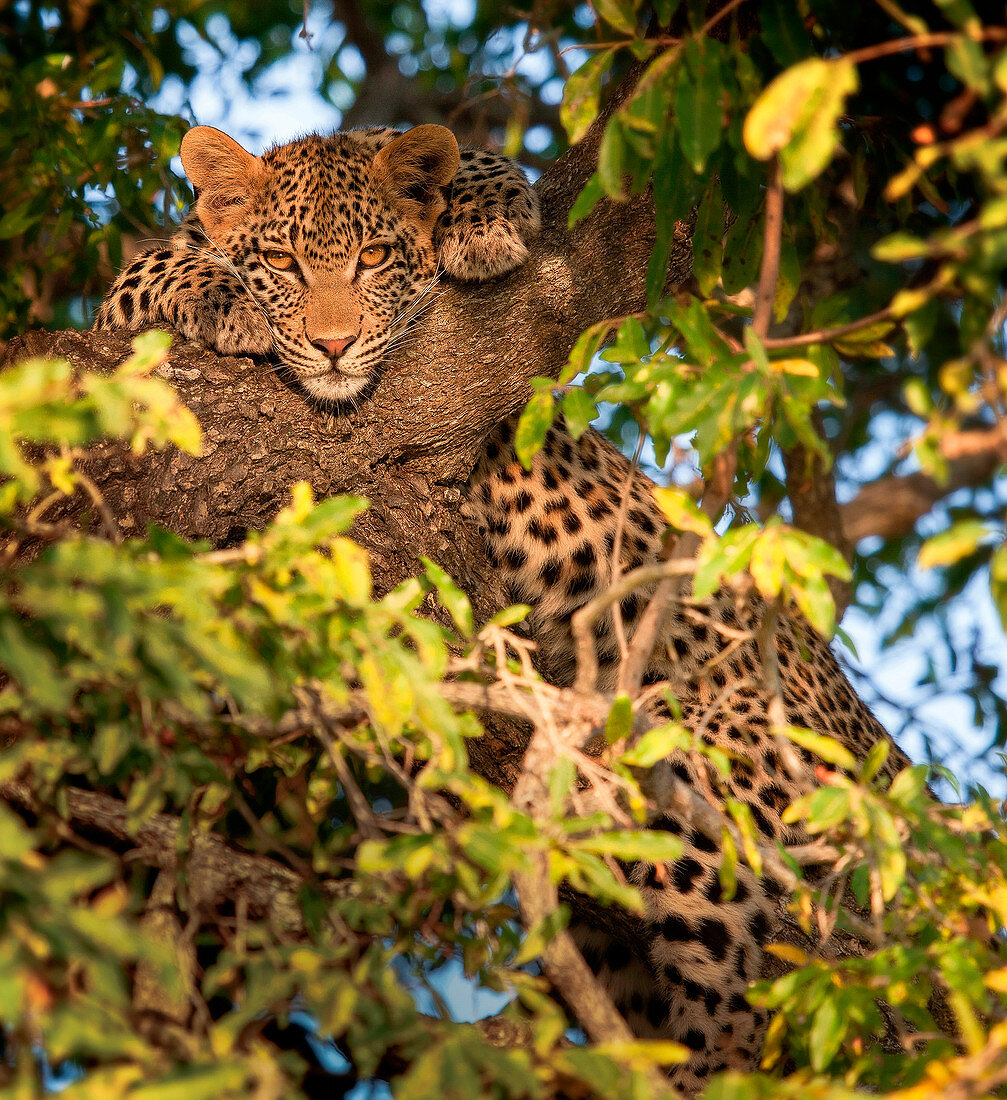 A leopard, Panthera pardus, lies in a tree, front paws flank hits head, alert, leaves in foreground