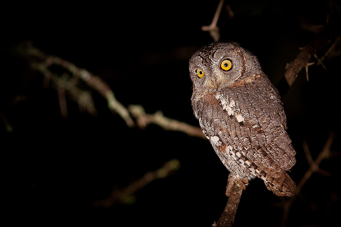 Otus, eine Scops-Eule, sitzt nachts auf einem Ast und hat wachsame, gelbe Augen