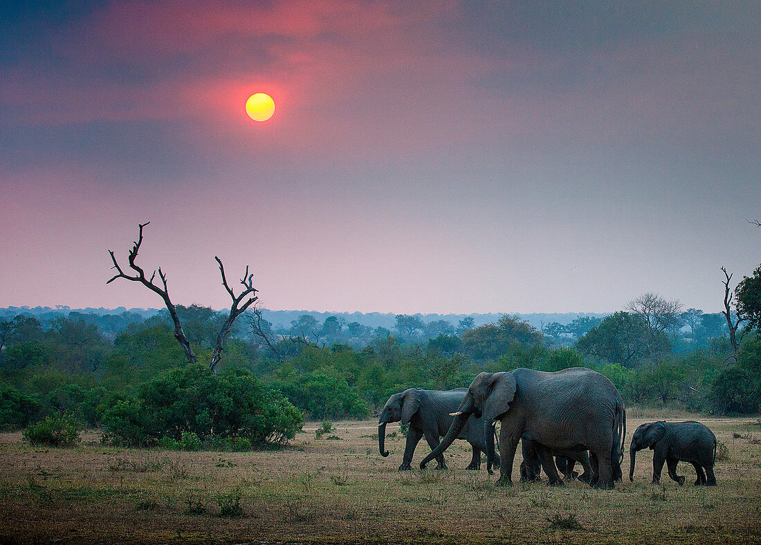 Eine Elefantenherde, Loxodonta africana, spazieren bei Sonnenuntergang durch eine offene Lichtung