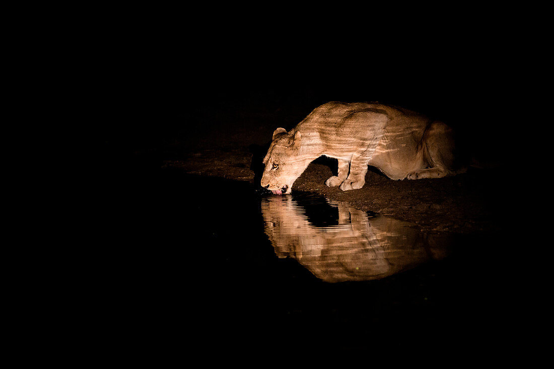 Eine Löwin, Panthera Leo, trinkt nachts Wasser im Scheinwerferlicht