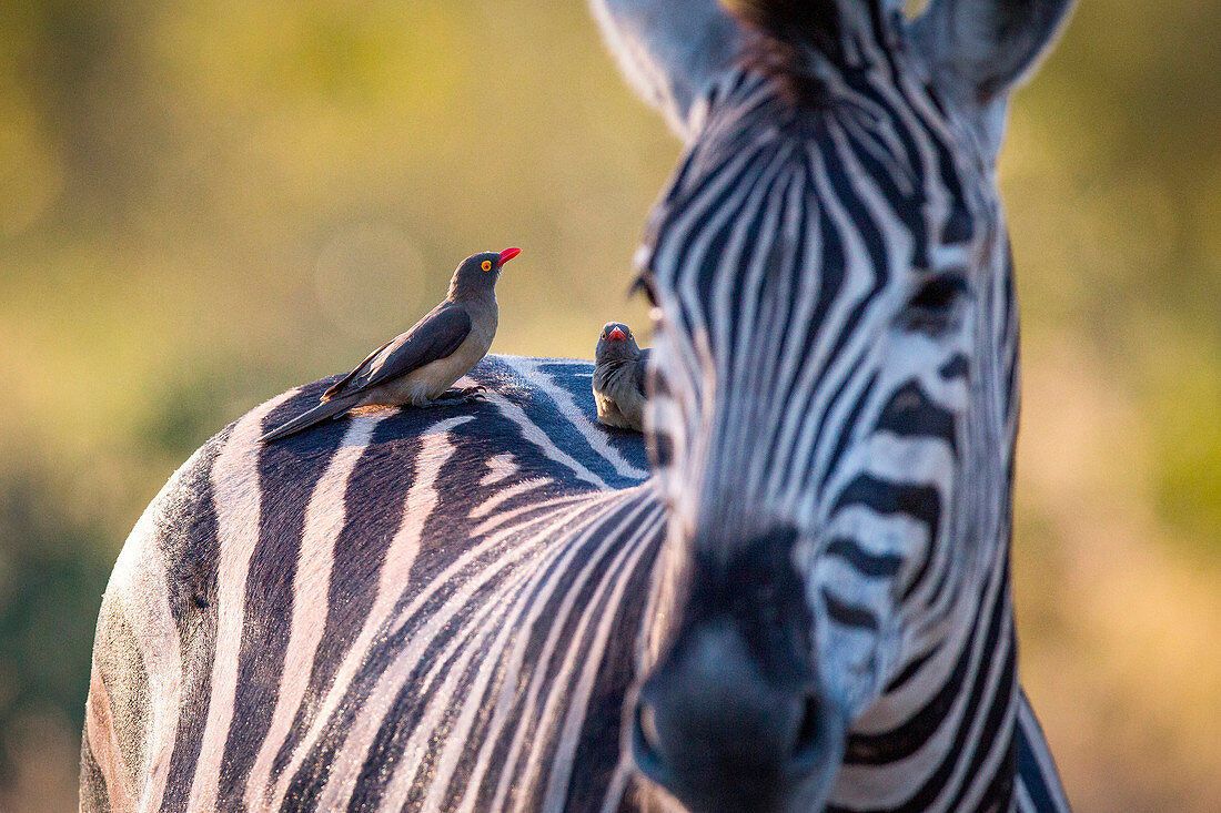 A zebra, Equus quagga, stands with red-billed oxpeckers sitting on its back, Buphagus erythrorhynchus