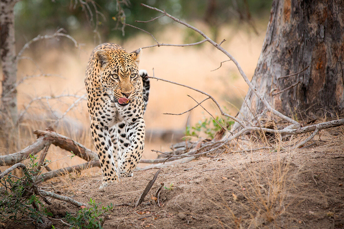 Ein Leopard, Panthera pardus, geht auf die Kamera zu und leckt sich die Lippen