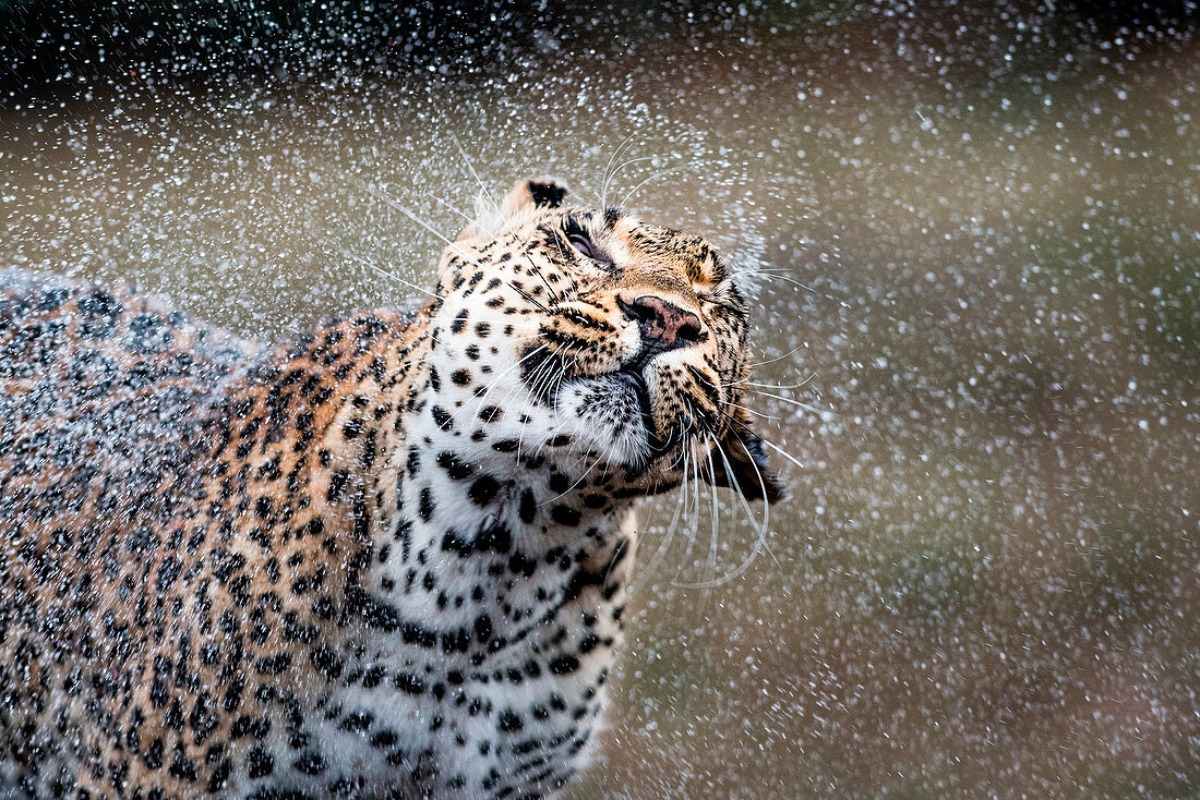 Ein Leopard, Panthera pardus, schüttelt sich das Wasser ab, feuchtes Fell, die Augen geschlossen