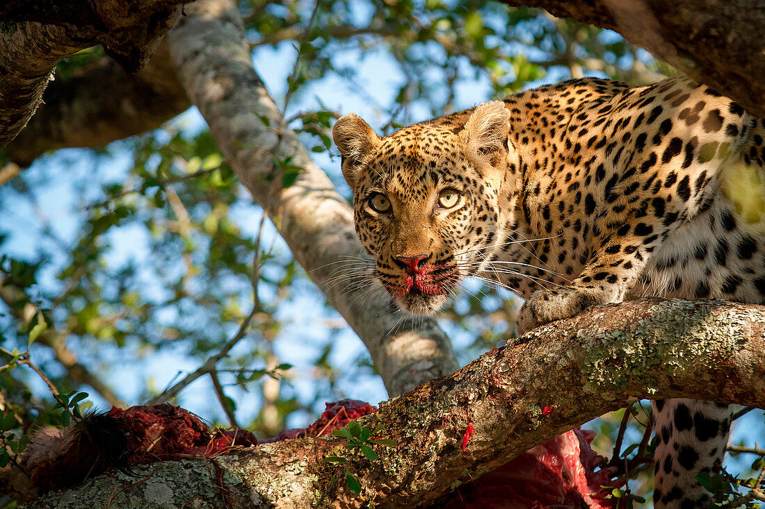 A leopard, Panthera pardus, stands in a tree over a carcass, alert, blood on nose and snout, ears up