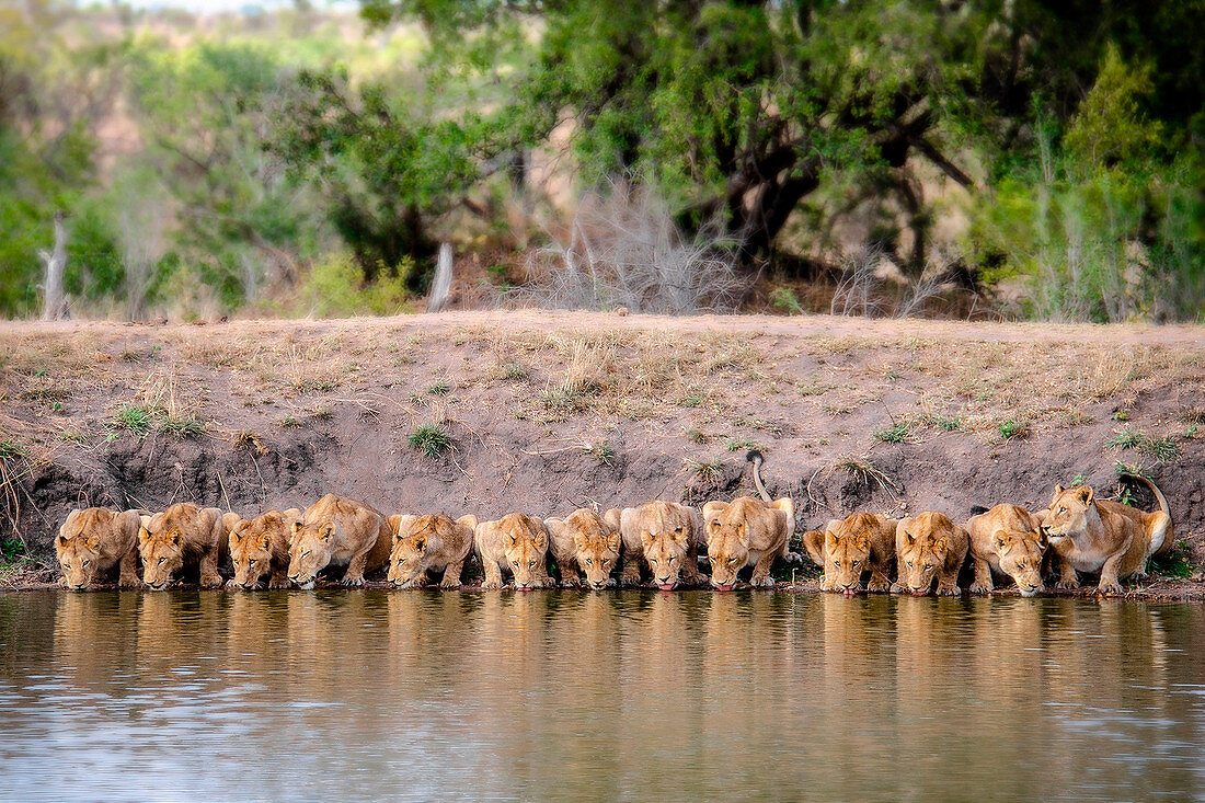 Löwen, Panthera Leo, trinken Wasser am Flussufer
