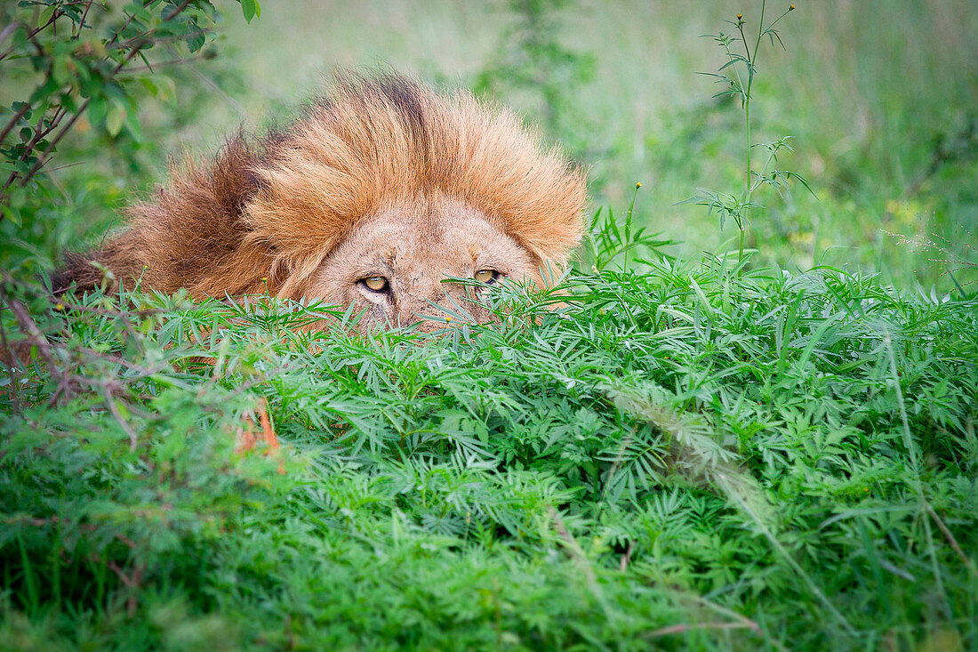 A male lion, Panthera leo, peeks up from behind a bush, yellow eyes and mane visible