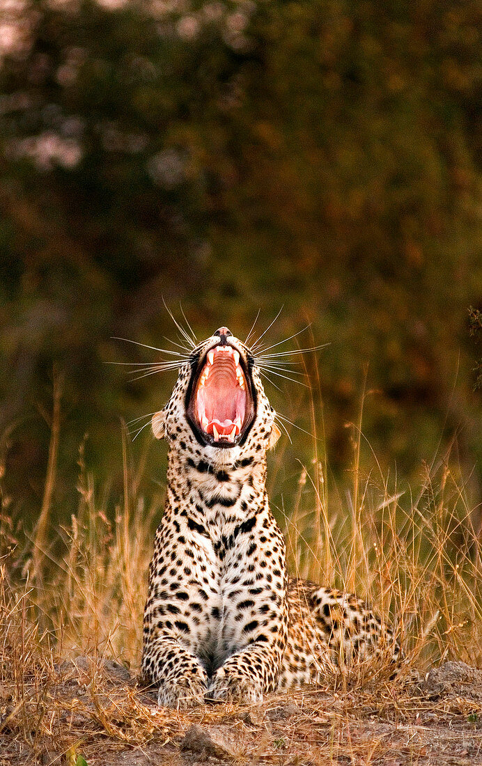 A leopard, Panthera pardus, lies down in sunlight, yawning.