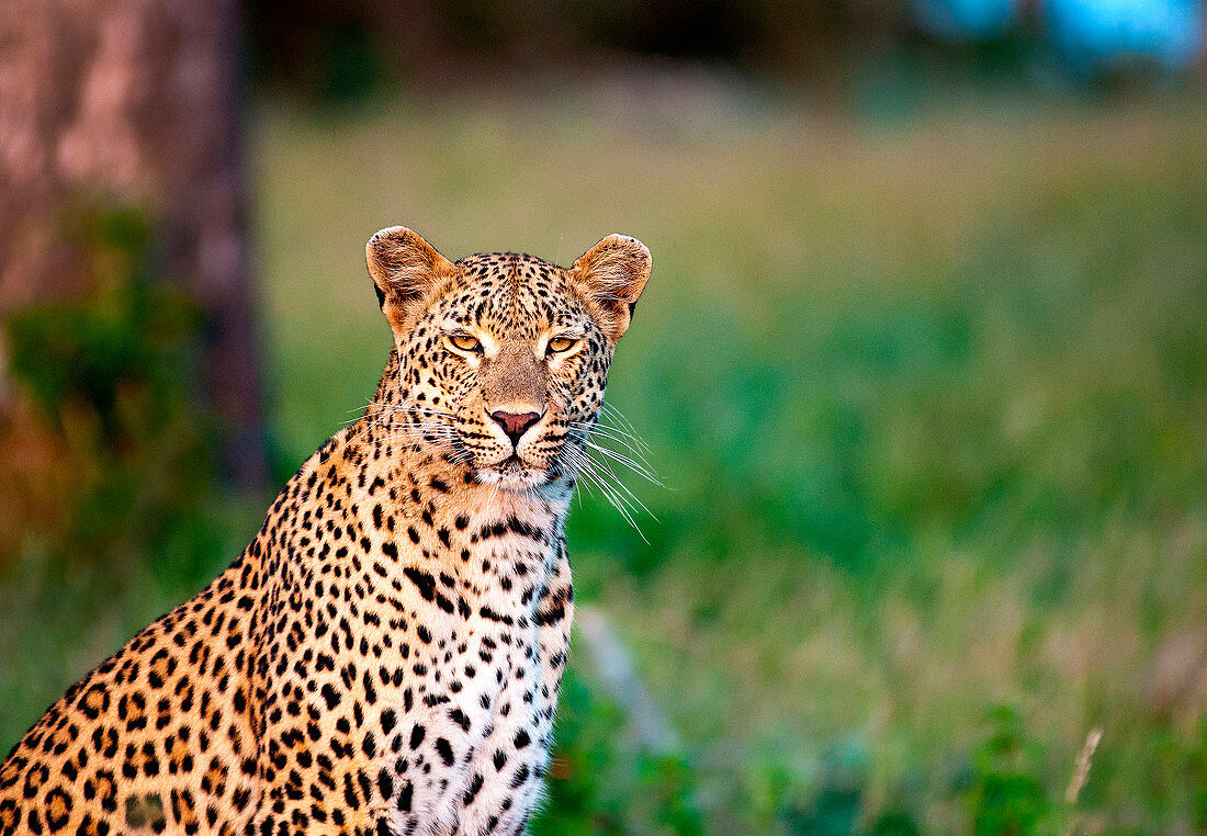 A leopard, Panthera pardus, sits in green grass, alert, ears forward, yellow eyes, white whiskers, dark rosettes on fur