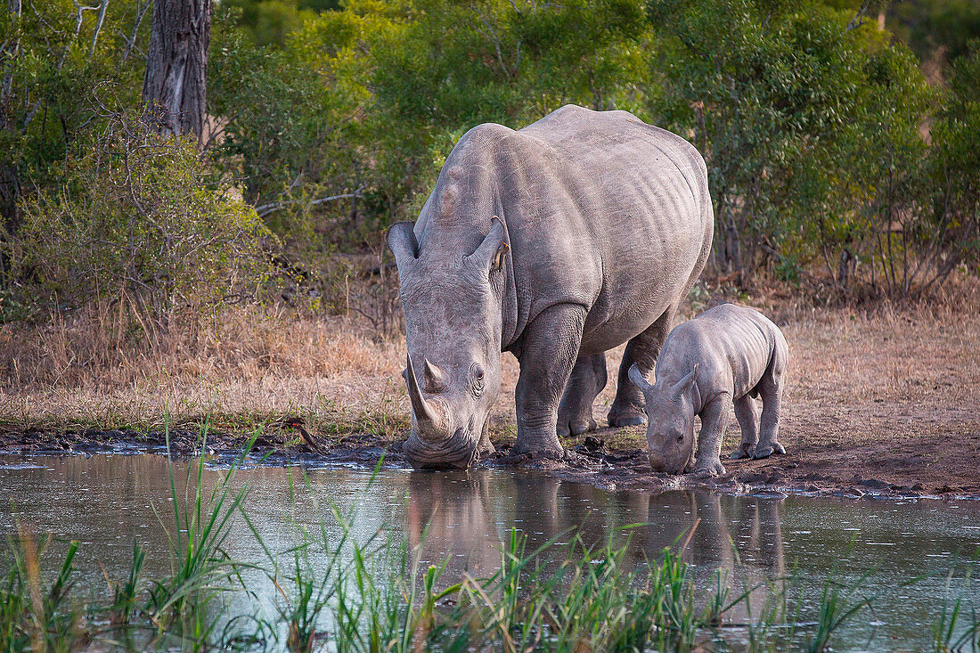 Eine Nashornmutter und ein Kalb, Ceratotherium simum, trinken Wasser aus einem Wasserloch