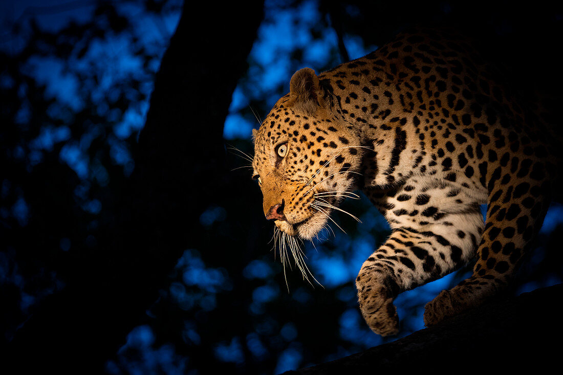 A leopard, Panthera pardus, climbing down a tree at night time, lit up by a spotlight, looking away