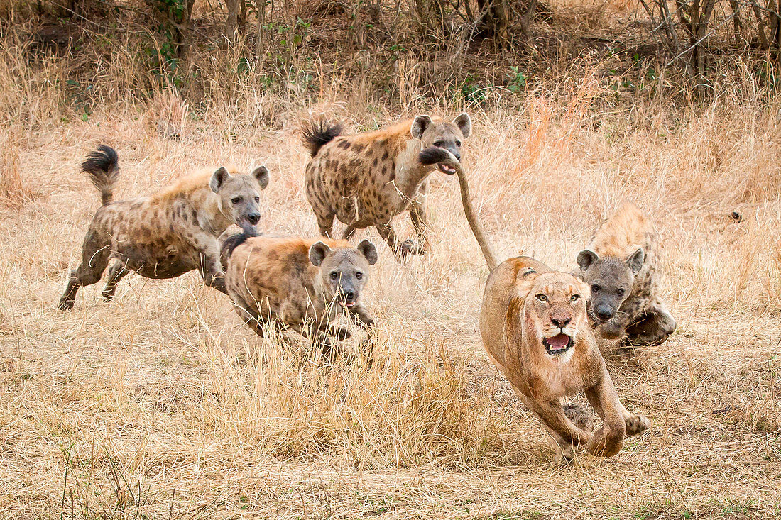 A lioness, Panthera leo, runs away with its tail up, wide eyed and mouth open as four spotted hyena, Crocuta crocuta, chase after it in dry yellow grass