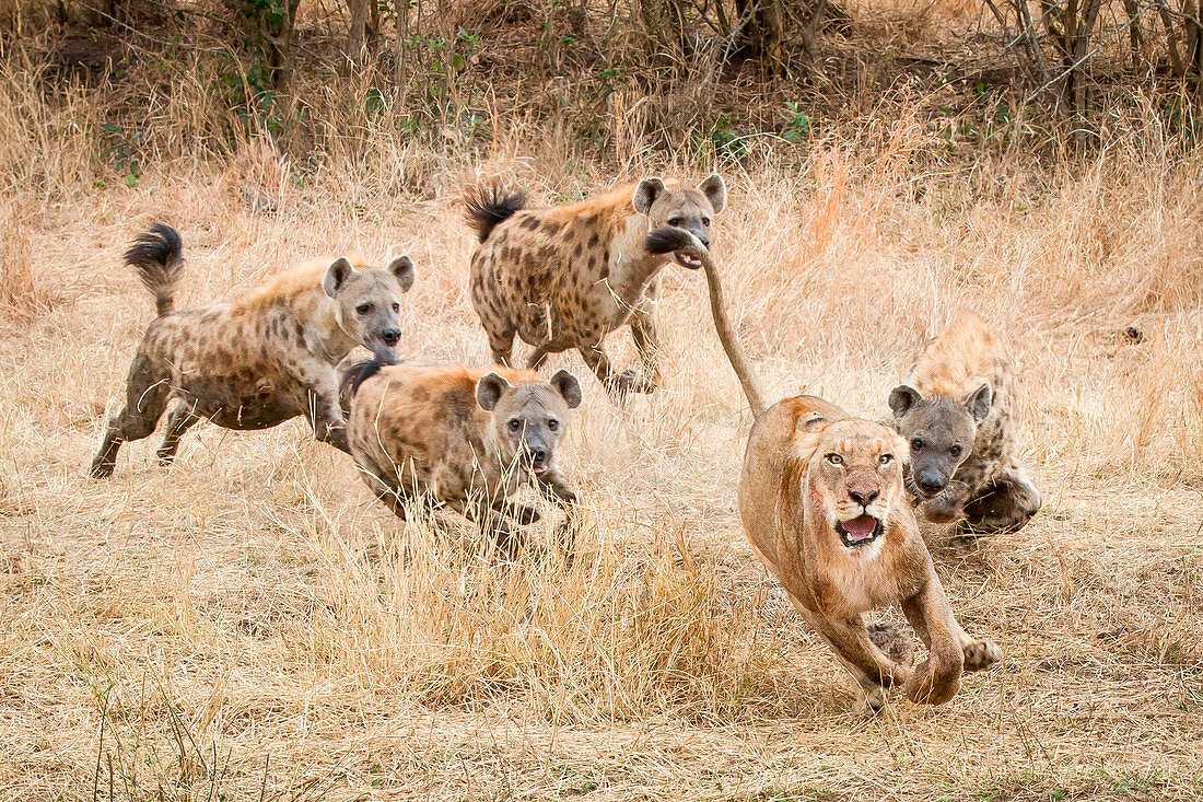 Eine Löwin, Panthera Leo, wird gejagt von vierfleckigen Hyänen, Crocuta Crocuta,