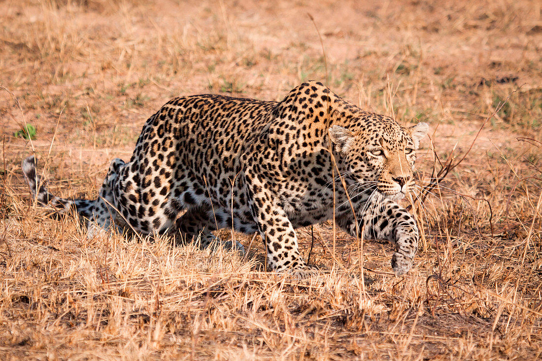 A leopard, Panthera pardus, crouching low, stalks through dry grass, ears back.