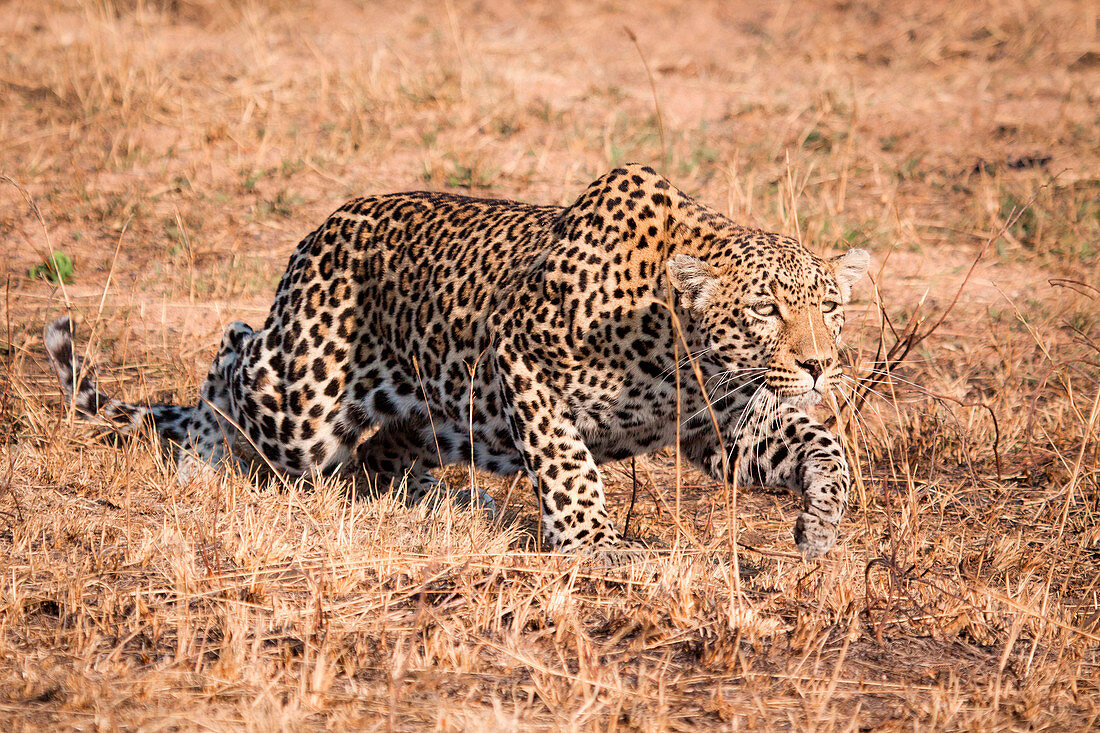 Ein Leopard, Panthera pardus, duckt sich und läuft  durch trockenes Gras.