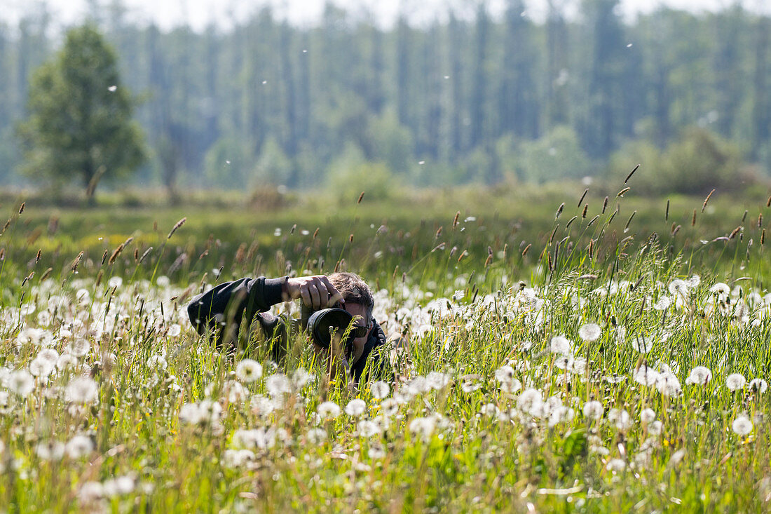 Nature photographer in action in a meadow full of dandelions, Spreewald, Brandenburg