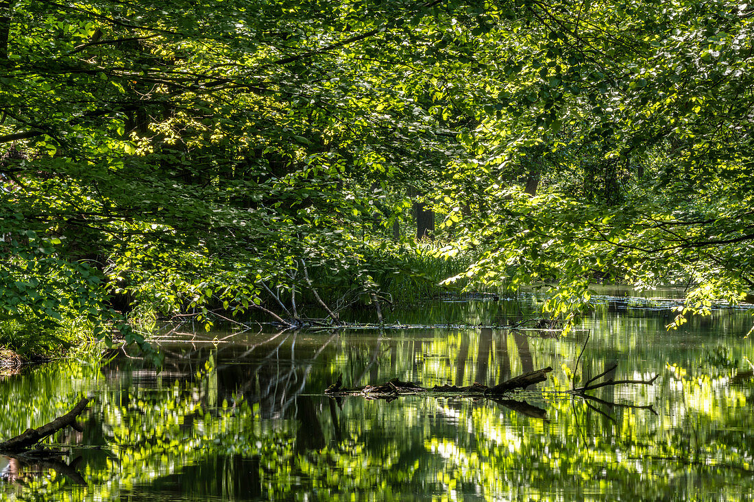 Im UNESCO Biosphärenreservat Spreewald spiegeln sich die Bäume der Mischwälder im Wasser